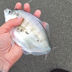 Hyperprosopon ellipticum