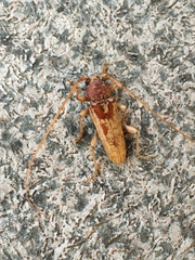 Enaphalodes rufulus