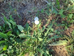 Convolvulus arvensis