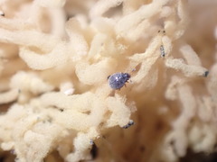 Aspidiphorus orbiculatus