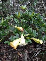 Solandra maxima