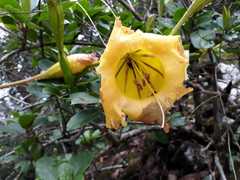 Solandra maxima