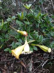 Solandra maxima