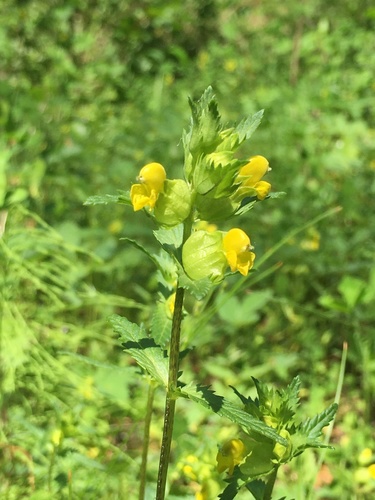 Northern yellow rattle (Rhinanthus groenlandicus)
