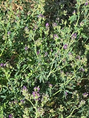 Medicago sativa