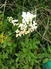 Filipendula ulmaria