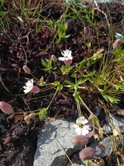 Silene uniflora