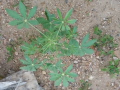 Tarenaya longicarpa