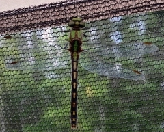 Ophiogomphus