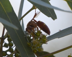 Sphecius convallis