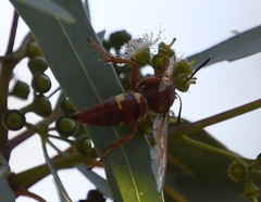 Sphecius convallis