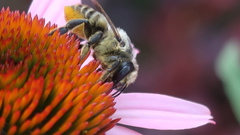 Megachile pugnata