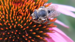 Megachile pugnata