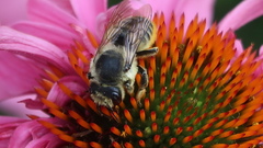 Megachile pugnata