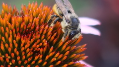 Megachile pugnata