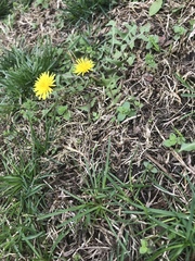 Taraxacum officinale