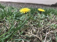 Taraxacum officinale