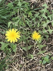 Taraxacum officinale