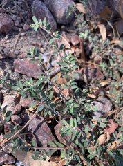 Euphorbia maculata