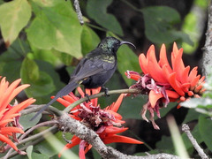 Nectarinia kilimensis