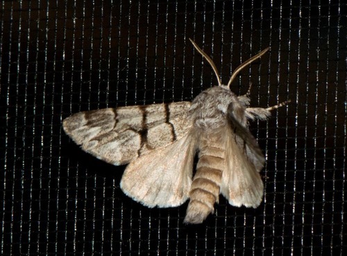 Eastern Panthea Moth