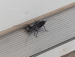 Mastigoproctus giganteus