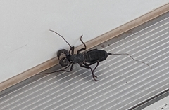 Mastigoproctus giganteus