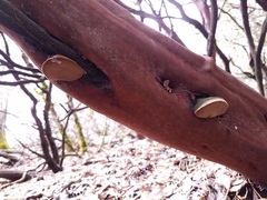 Phellinus arctostaphyli