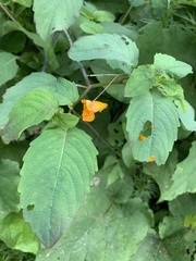 Impatiens capensis