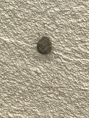 Cornu aspersum
