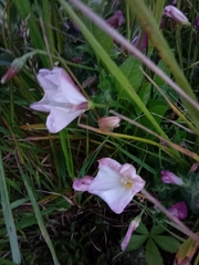 Convolvulus arvensis