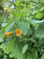 Impatiens capensis