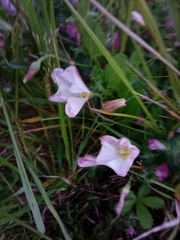 Convolvulus arvensis