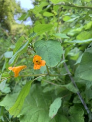Impatiens capensis