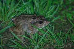 Minervarya syhadrensis