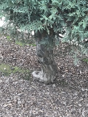 Cupressaceae