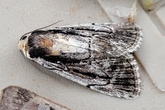 Sympistis badistriga