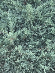 Cupressaceae