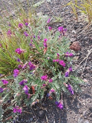Oxytropis revoluta