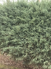 Cupressaceae