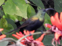 Nectarinia kilimensis