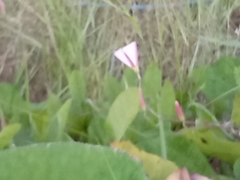 Convolvulus arvensis
