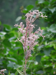 Filipendula rubra