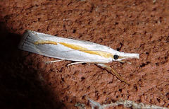 Crambus girardellus