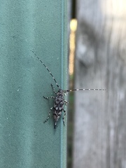 Graphisurus despectus