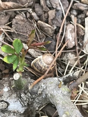 Cornu aspersum