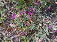 Oxytropis revoluta