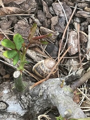 Cornu aspersum