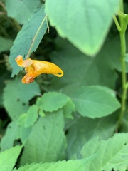 Impatiens capensis