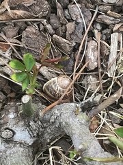Cornu aspersum